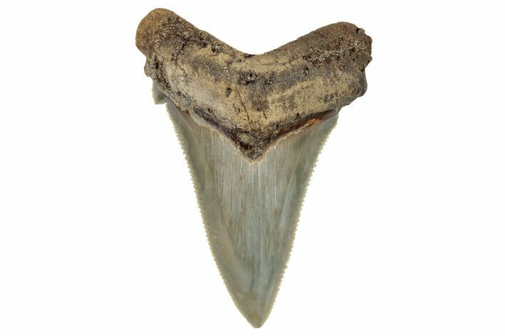 Serrated Angustidens Tooth - Megalodon Ancestor #269958